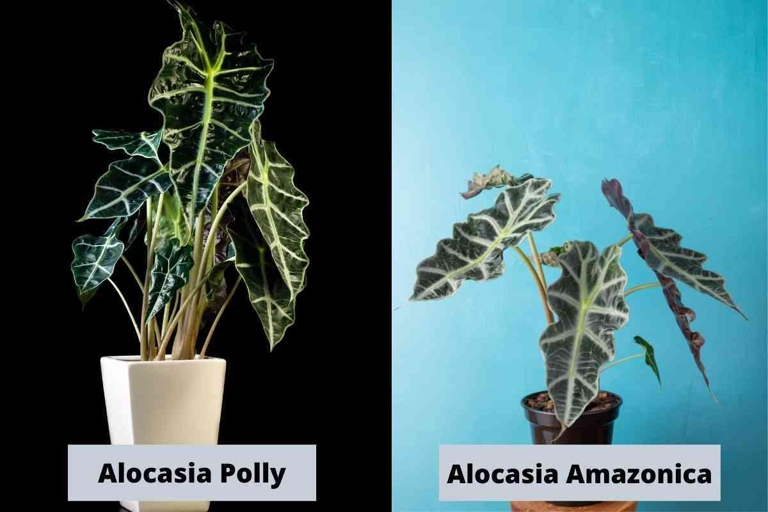 Alocasia amazonica has green leaves with white veins, while Polly has dark green leaves with light green veins. When it comes to leaf color, Alocasia amazonica and Polly have a big difference.