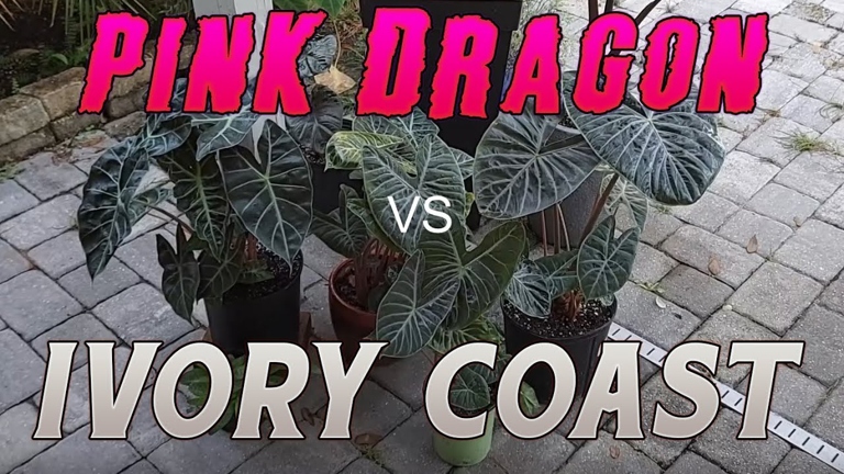 Alocasia Ivory Coast and Alocasia Pink Dragon are both beautiful plants that have some similarities and some differences.