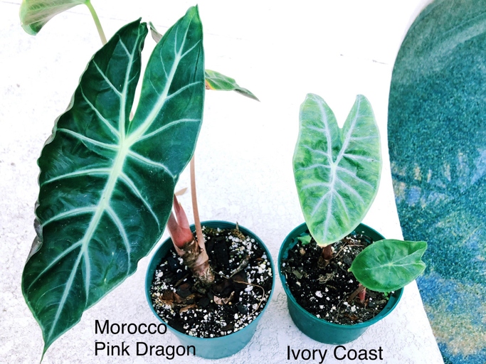 Alocasia Ivory Coast and Alocasia Pink Dragon are both beautiful plants that make great additions to any home.