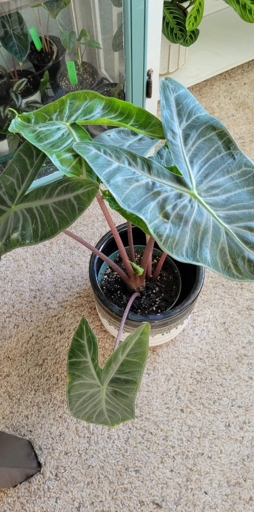 Alocasia Ivory Coast and Alocasia Pink Dragon are two very similar looking plants.