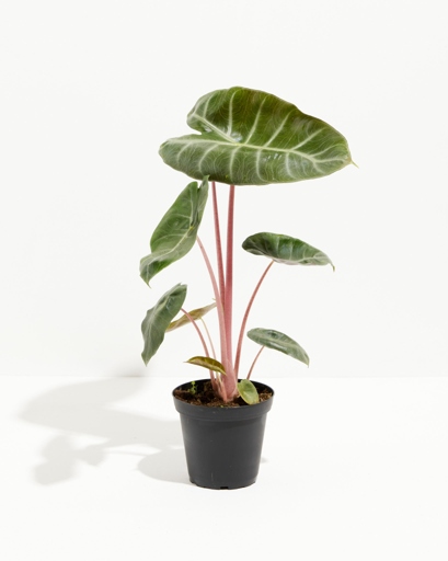 Alocasia Pink Dragon is a beautiful plant that is native to Asia.