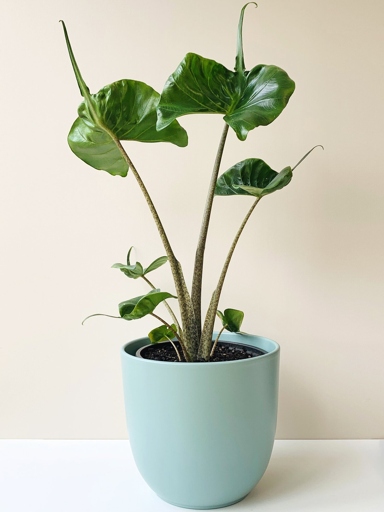 Alocasia Stingray is a beautiful and unique plant that is not often seen in stores.