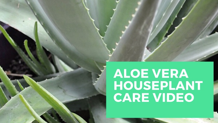 Aloe vera aphids are a type of aphid that feeds on the sap of aloe vera plants.