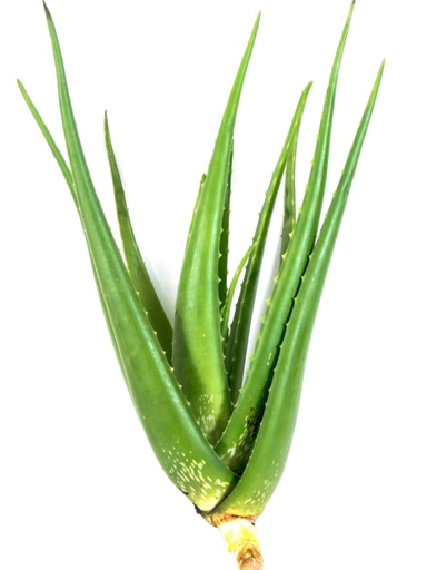 Aloe vera can regrow once cut, but it may not look the same as the original plant.