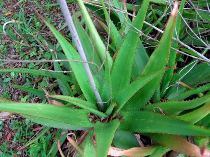 Aloe vera is a succulent that is often used in homeopathic medicine and as a topical ointment, but it is also susceptible to root rot.