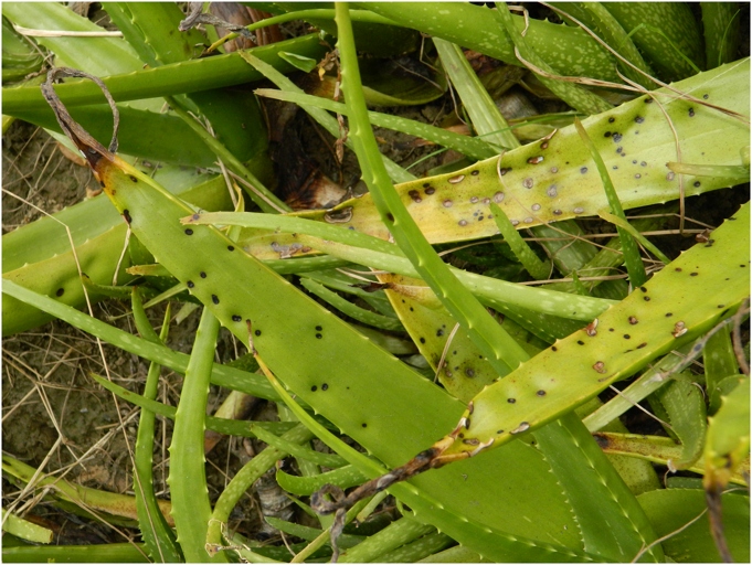 Aloe vera leaf spot disease is a fungal infection that can cause black spots on aloe leaves.
