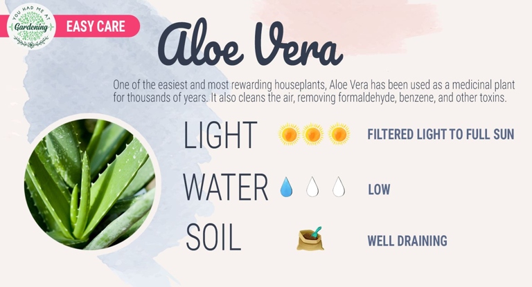 Aloe vera plants are easy to care for and require little maintenance.