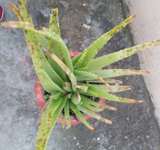 Aloe vera plants are susceptible to a number of leaf spot diseases, which can cause brown spots on the leaves.