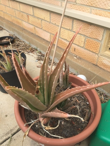 Aloe vera plants are susceptible to sun scorch, which is characterized by dry, brown patches on the leaves.
