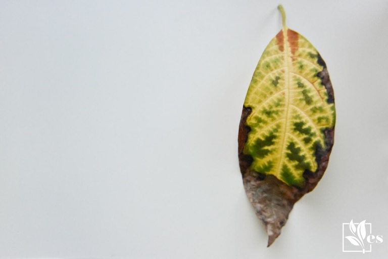 Alternaria leaf blight is a fungal disease that can cause brown spots on avocado leaves.