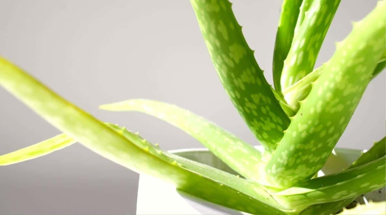 Although aloe vera plants are native to hot, dry climates, they can also thrive in colder weather if you prepare them in advance.