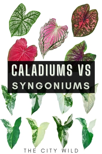 Although Caladium and Syngonium plants are different, they do share some similarities.