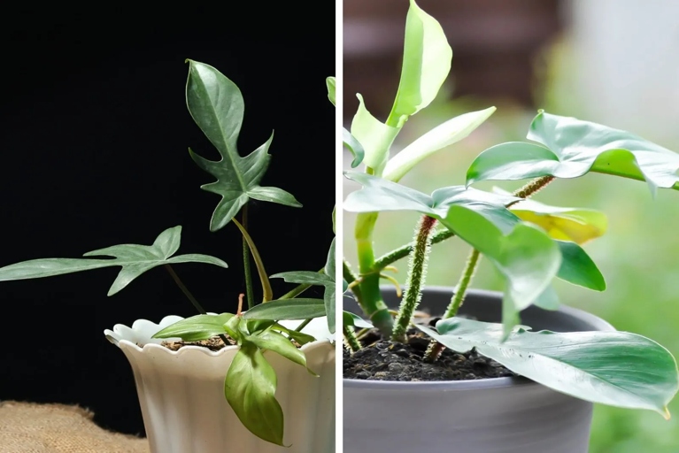 Although Philodendron Pedatum and Philodendron Florida are both members of the Philodendron family, they have a few key differences.