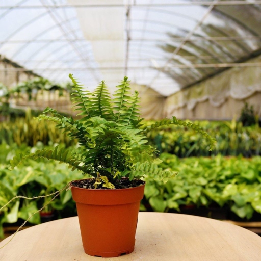 Although they are relatively easy to care for, there are a few common problems that can occur. Button ferns are a type of fern that is native to Australasia and is a popular choice for many indoor gardens.