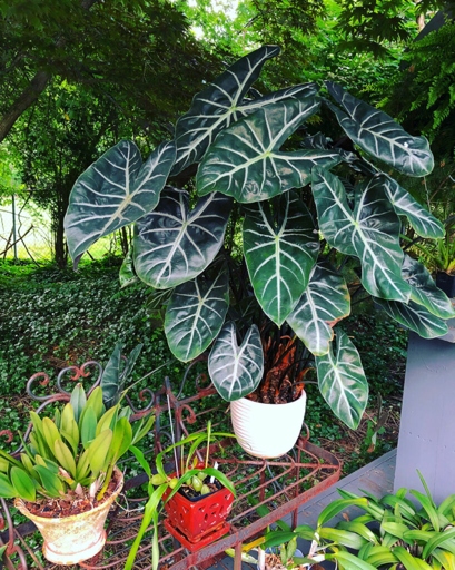An Alocasia can not survive without leaves because they are its main source of food.