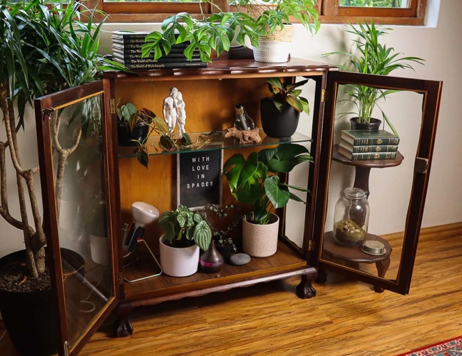 An indoor greenhouse is a great way to improve humidity for your philodendron.
