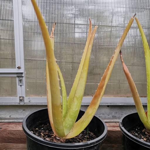 An over-watered aloe plant will have wilted, yellow leaves and a soft, mushy stem.