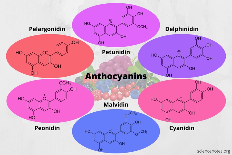Anthocyanins are water-soluble vacuolar pigments that may appear red, purple, or blue depending on the pH.