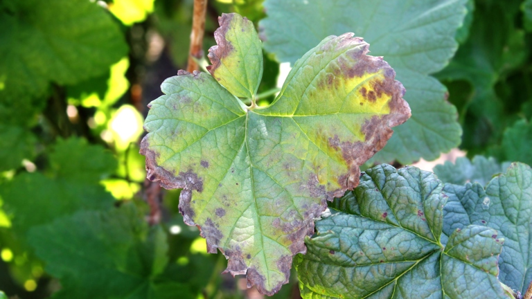 Anthracnose is a fungal disease that can affect many different types of plants, including mint.