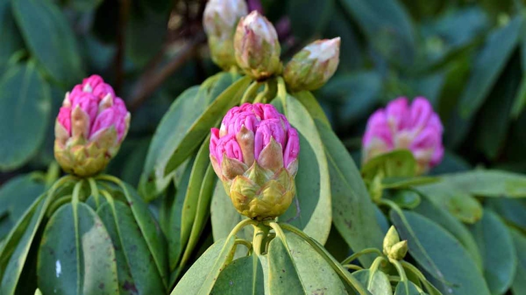 Anthracnose is a plant disease that can cause black leaves on rhododendron.