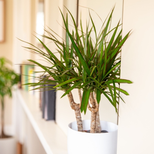 Anthracnose is a type of fungal infection that can affect many different types of plants, including dracaena.
