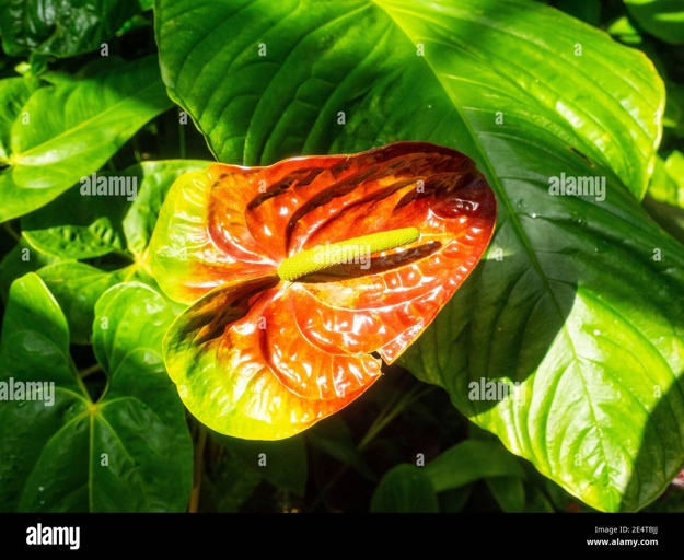 Anthurium is a genus of about 1000 species of flowering plants, the largest genus of the arum family Araceae.