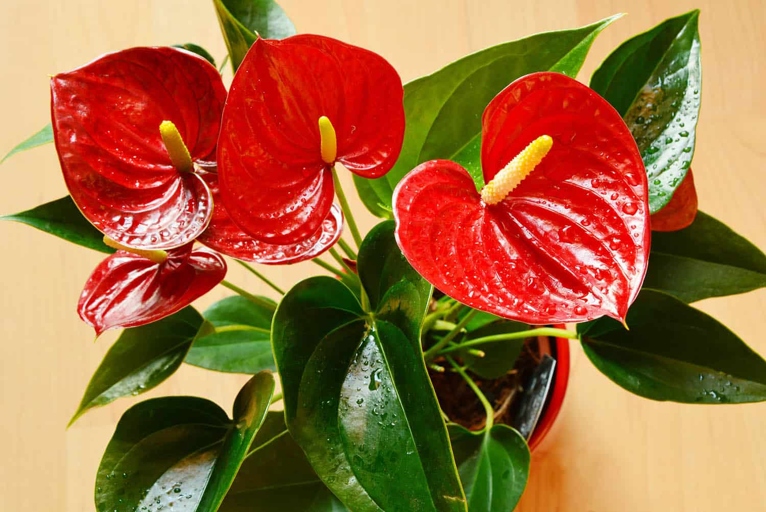 Anthuriums are tropical plants that like a lot of water, but they also need good drainage.