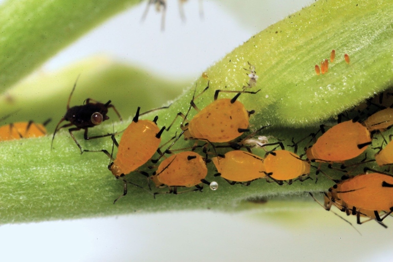 Aphids are small, soft-bodied insects that can be found in a variety of colors, including green, black, brown, and yellow.