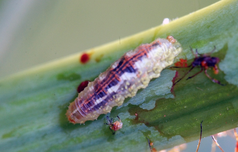 Aphids are small, soft-bodied insects that can be found in a variety of colors, including green, black, brown, and white.