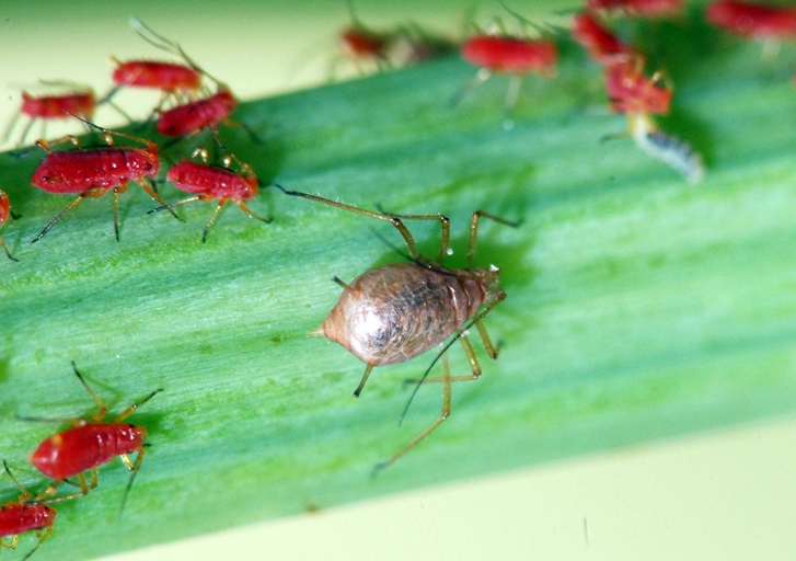 Aphids are small, soft-bodied insects that can be found in a variety of colors.