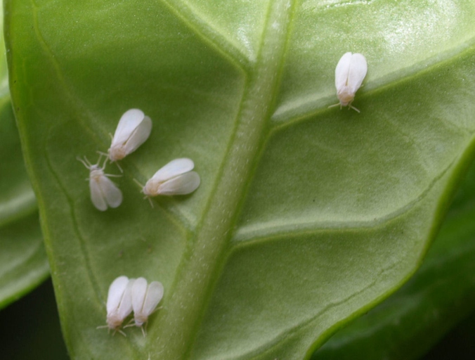 Aphids are tiny, soft-bodied insects that can be difficult to spot on your gardenia leaves.