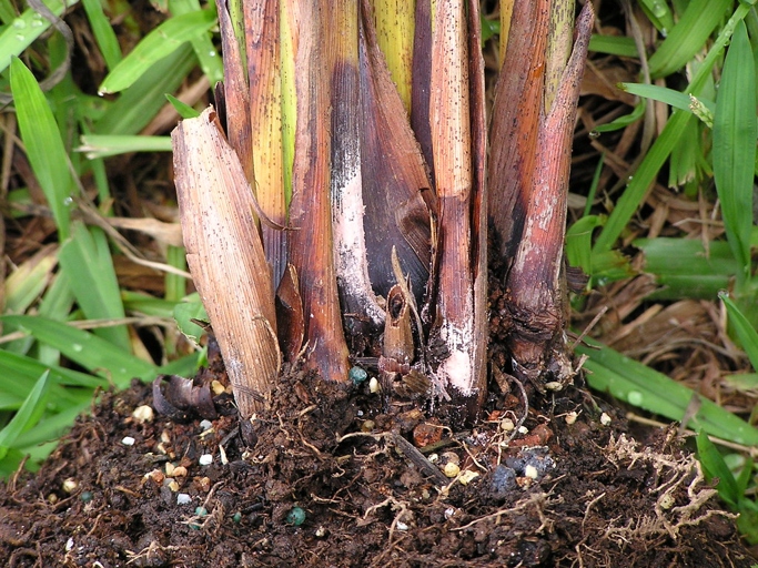 Areca Palm Root Rot is caused by a variety of factors, including over-watering, poor drainage, and compacted soil.