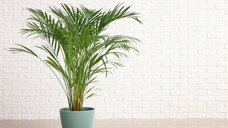 Areca palms can grow up to 20 feet tall, while parlor palms only grow to about 10 feet tall.