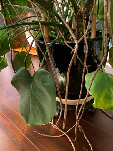 As your Monstera ages, it's normal for the stems to start to brown.