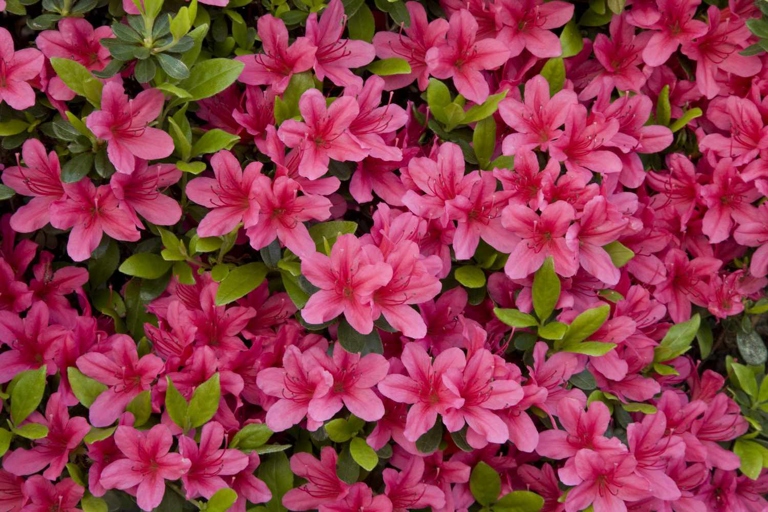 Azaleas are a beautiful addition to any garden, but if their leaves are dropping, it can be a sign of a problem.