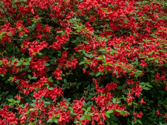 Azaleas are a popular shrub known for their beautiful blooms, but sometimes their leaves can turn red.