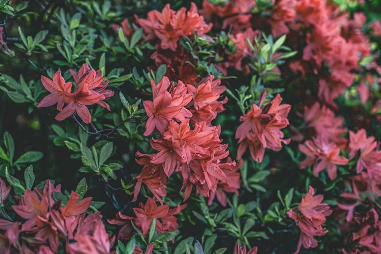 Azaleas are susceptible to both under and overwatering, which can cause their leaves to turn red.