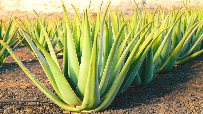 B- Aloe Vera Root Rot can be caused by too much water or not enough drainage.