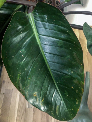 Bacterial and fungal leaf spots are common problems with philodendrons.