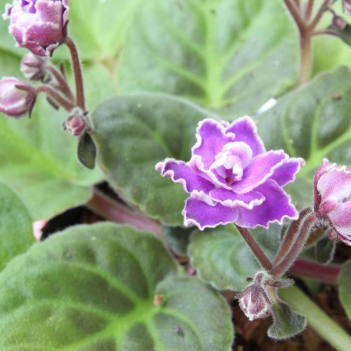 Bacterial blight is a common problem for African violets, but there are a few things you can do to prevent it.