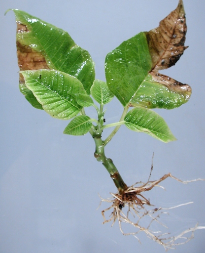 Bacterial canker is a serious disease that can cause poinsettia leaves to drop.