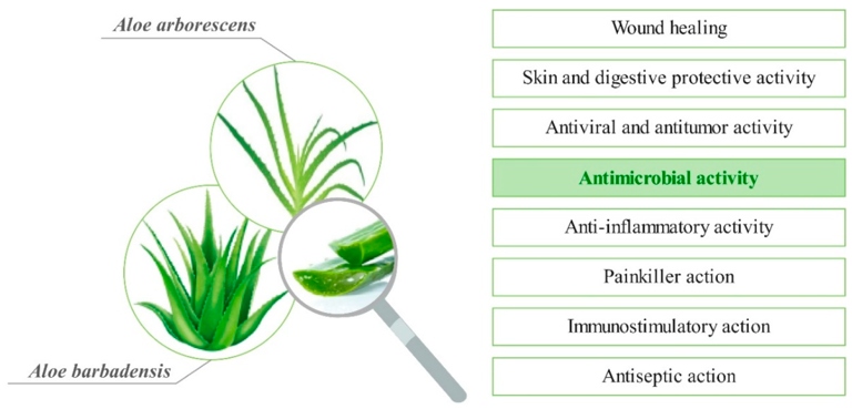 Bacterial diseases are one of the most common problems that can affect an Aloe vera plant.