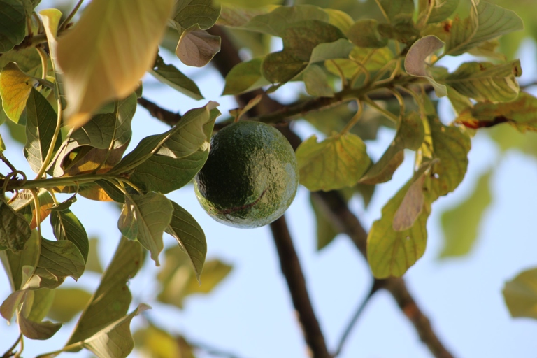 Bacterial diseases are one of the most common problems that can affect avocado leaves.