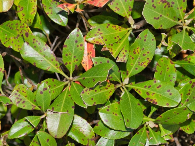 Bacterial leaf problems in Schefflera can be controlled and managed with proper care and treatment.