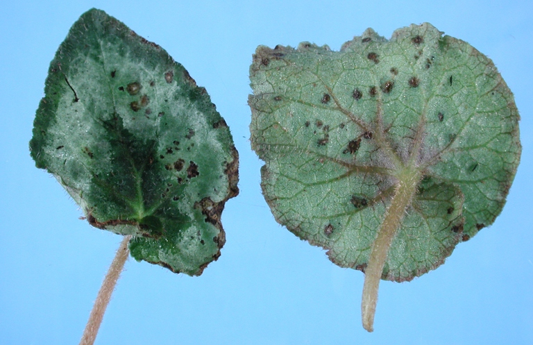 Bacterial leaf spot and blight are common problems for begonias.