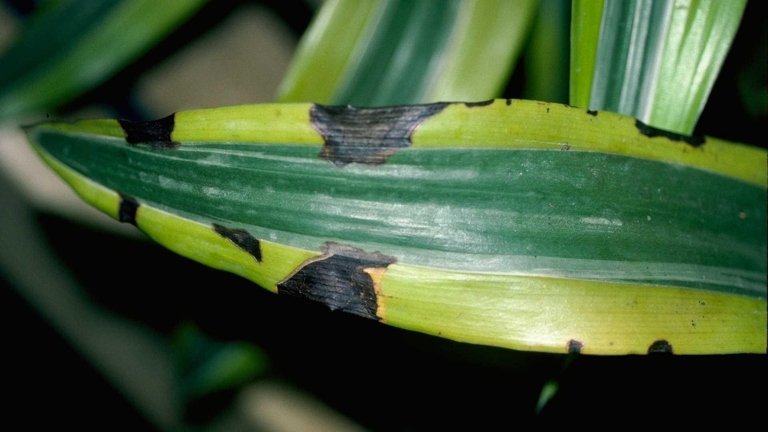 Bacterial leaf spot disease is a common problem for Dracaena plants.