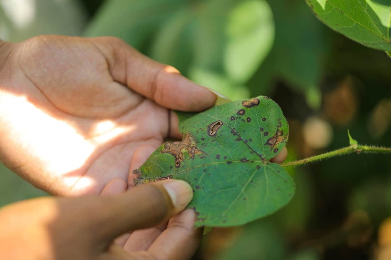 Bacterial leaf spot is a common problem for money trees.