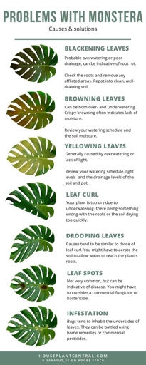 Bacterial leaf spot is a common problem for Monstera adansonii plants.
