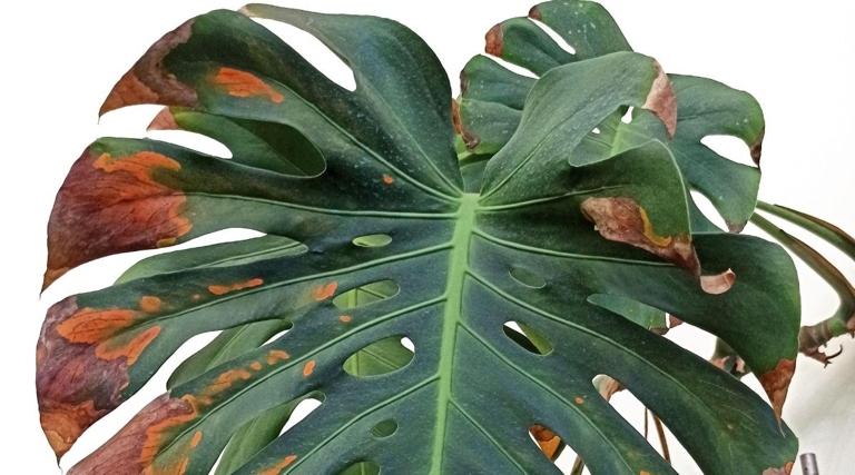 Bacterial leaf spot is a common problem for Monstera owners, but there are a few things that can cause it.