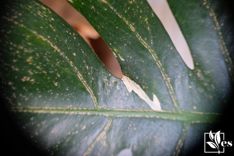 Bacterial leaf spot is a common problem for monstera plants, but it is easily treatable with a few simple solutions.
